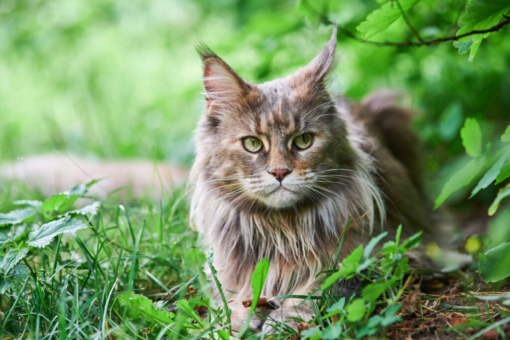 maine coon cat in park grass